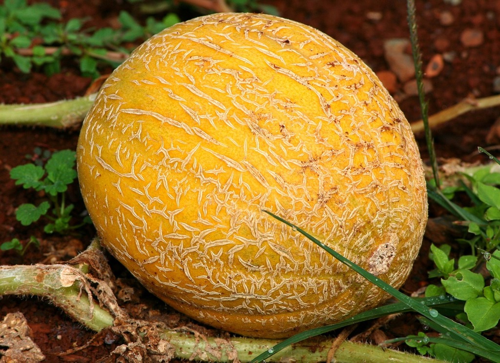 Melon hiding behind shrub